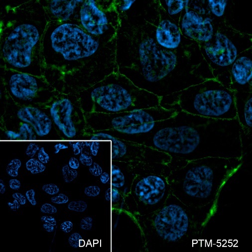 Anti-Occludin Mouse mAb