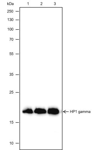 Anti-HP1 gamma Mouse mAb