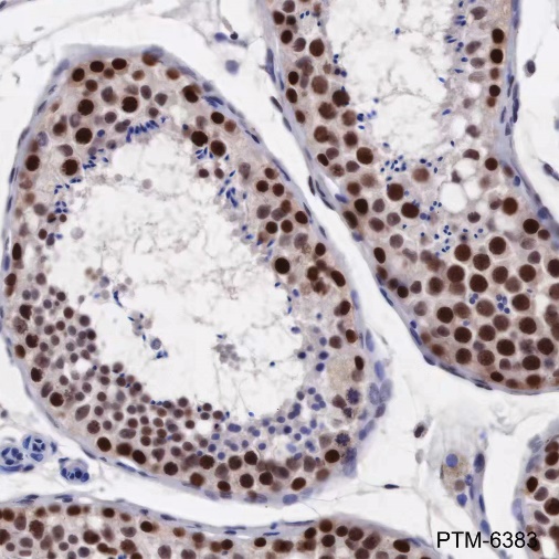 Anti-HP1 gamma Mouse mAb
