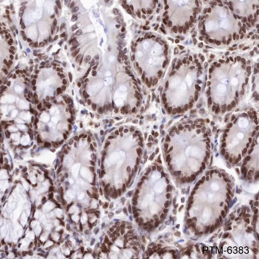 Anti-HP1 gamma Mouse mAb