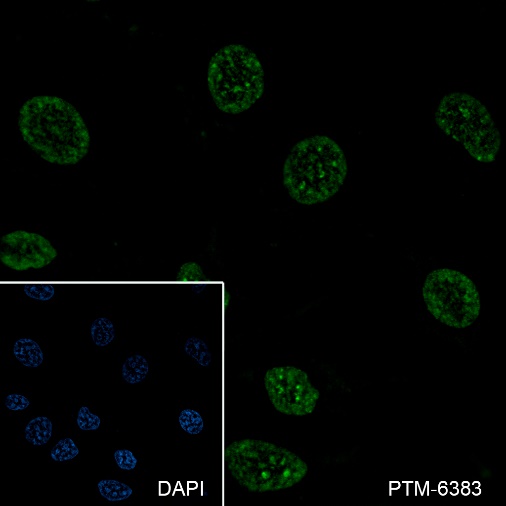 Anti-HP1 gamma Mouse mAb
