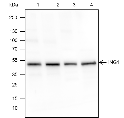 Anti-ING1 Rabbit mAb