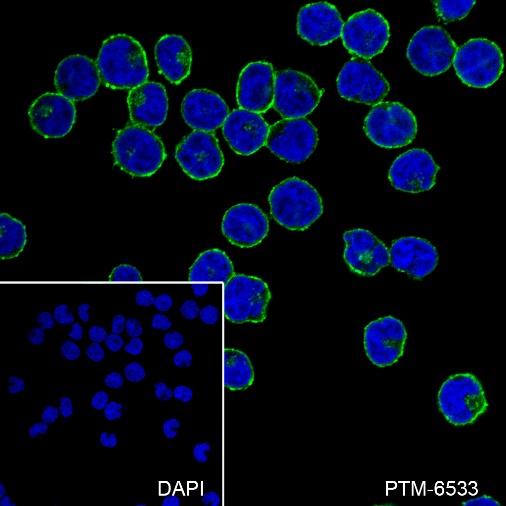 Anti-CD81 Mouse mAb
