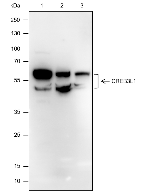 Anti-CREB3L1 Mouse mAb
