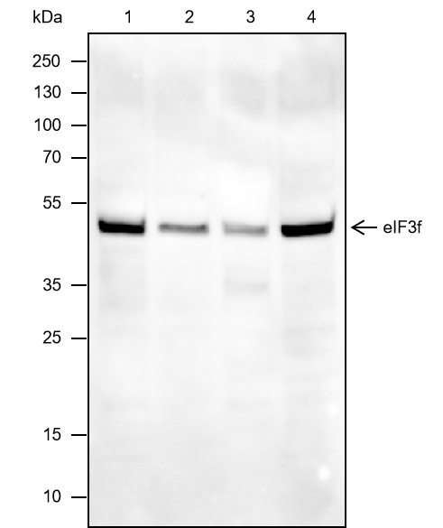 Anti-eIF3F Rat mAb