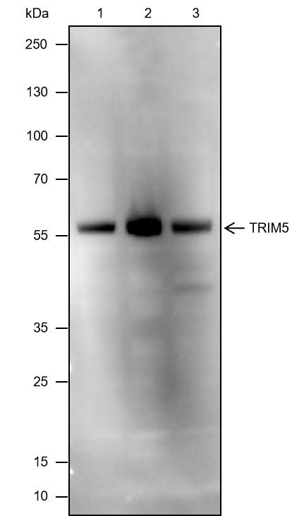 Anti-TRIM5 Mouse mAb