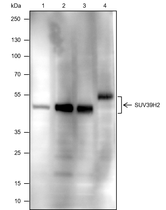 Anti-SUV39H2 Rabbit mAb
