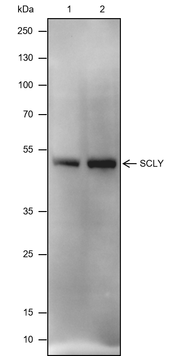 Anti-SCLY Mouse mAb