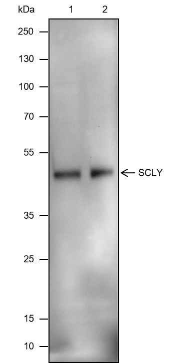 Anti-SCLY Mouse mAb