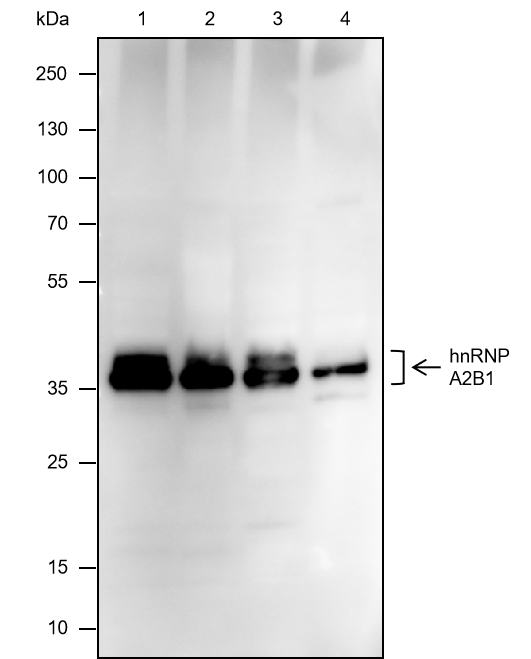 Anti-hnRNP A2/B1 Mouse mAb