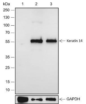 Anti-Keratin 14 Rabbit mAb