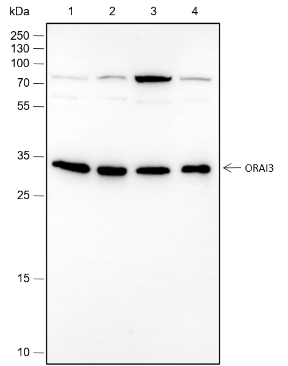 Anti-ORAI3 Rabbit mAb