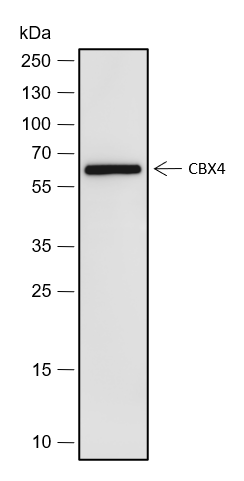 Anti-CBX4 Rabbit mAb