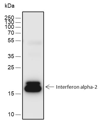 Anti-Interferon alpha 2 Rabbit mAb