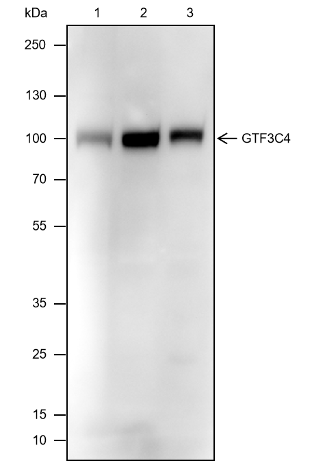 Anti-GTF3C4 Mouse mAb