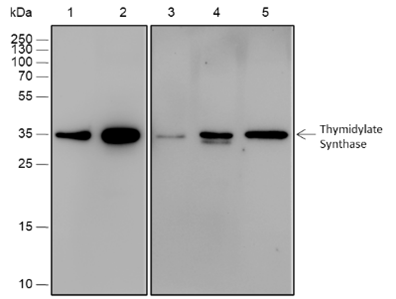 Anti-Thymidylate Synthase Rabbit mAb