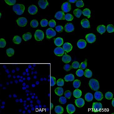 Anti-Thymidylate Synthase Rabbit mAb