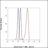 Anti-Thymidylate Synthase Rabbit mAb