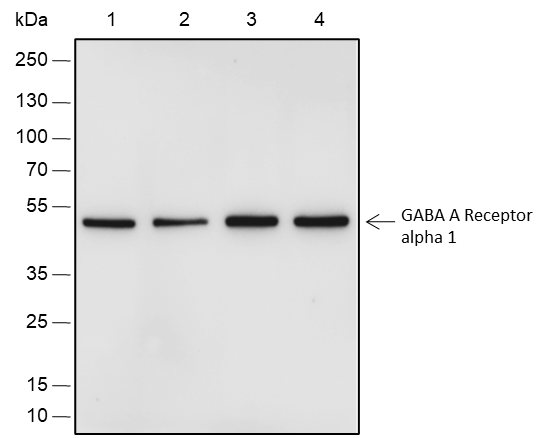 Anti-GABA A Receptor alpha 1 Rabbit mAb