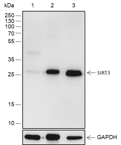 Anti-SIRT3 Rabbit mAb