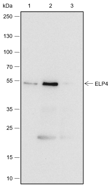Anti-ELP4 Rabbit mAb