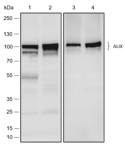 Anti-ALIX Rabbit mAb