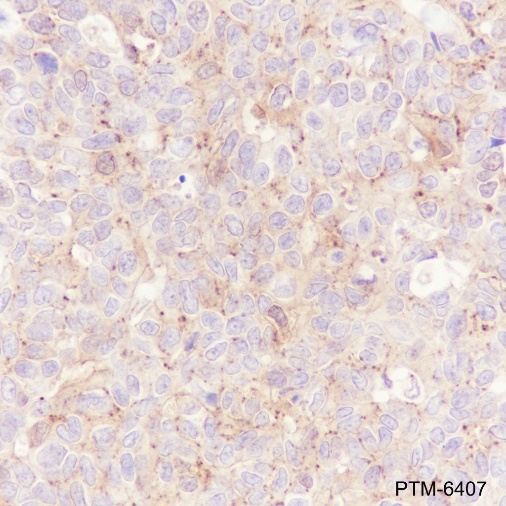 Anti-ALIX Rabbit mAb
