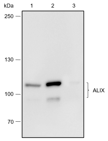 Anti-ALIX Rabbit mAb