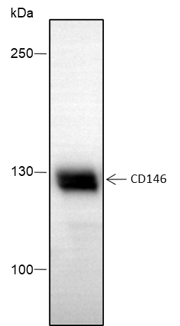 Anti-CD146 Rabbit mAb