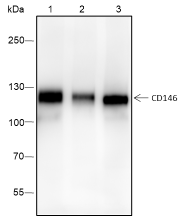 Anti-CD146 Rabbit mAb