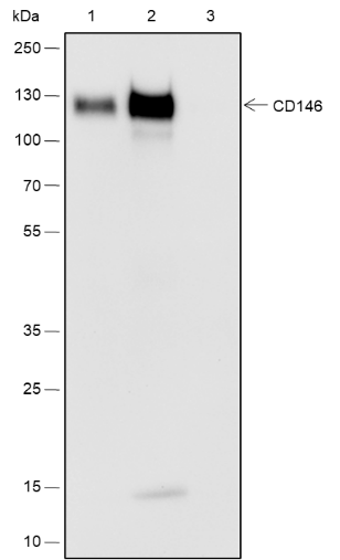 Anti-CD146 Rabbit mAb