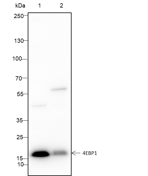 Anti-4E-BP1 Mouse mAb