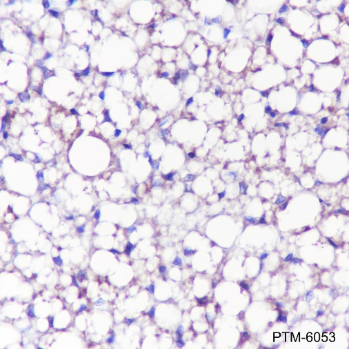 Anti-UCP1 Rabbit mAb