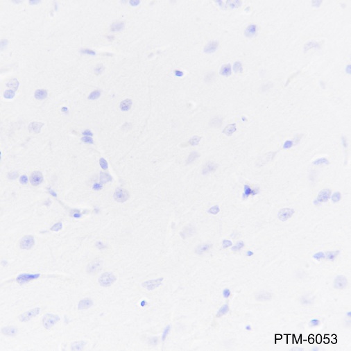 Anti-UCP1 Rabbit mAb