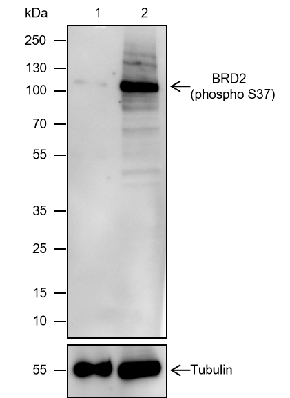 Anti-Phospho-BRD2 (Ser37) Rabbit mAb