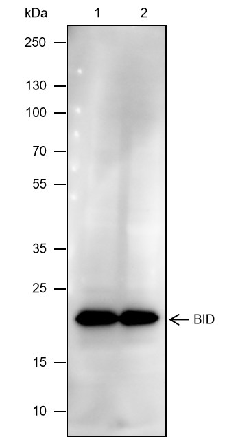 Anti-BID Mouse mAb