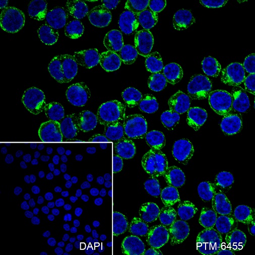 Anti-CD71 Mouse mAb