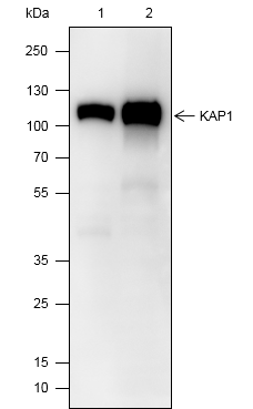 Anti-KAP1 Mouse mAb