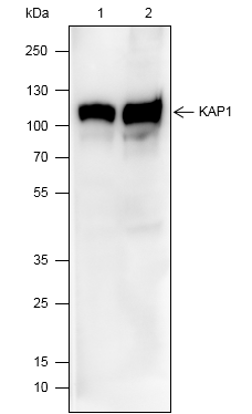 Anti-KAP1 Mouse mAb