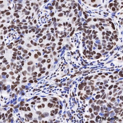 Anti-KAP1 Mouse mAb