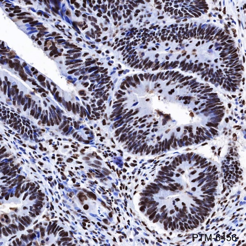 Anti-KAP1 Mouse mAb