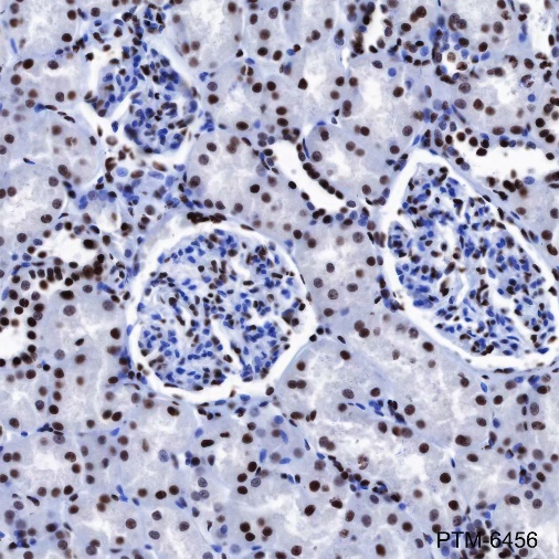 Anti-KAP1 Mouse mAb