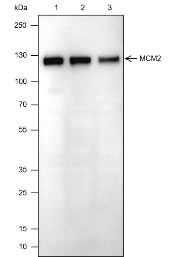 Anti-MCM2 Mouse mAb