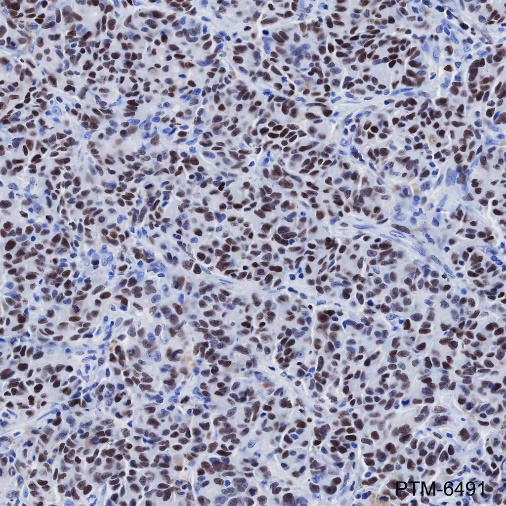 Anti-MCM2 Mouse mAb
