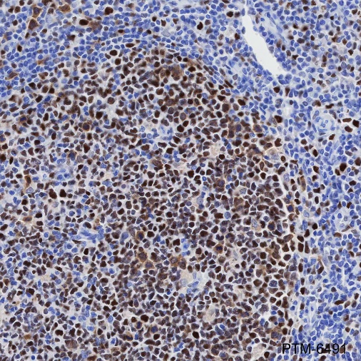 Anti-MCM2 Mouse mAb