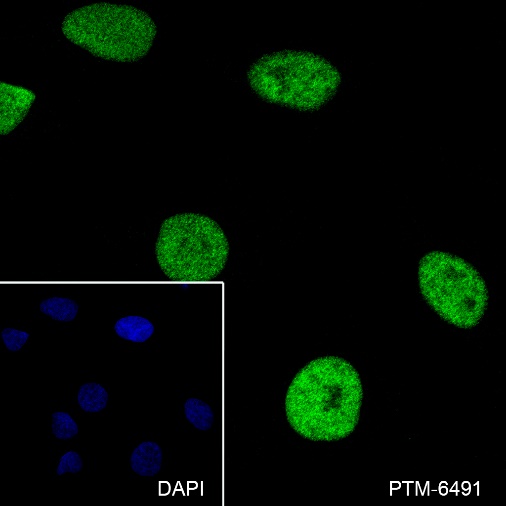 Anti-MCM2 Mouse mAb