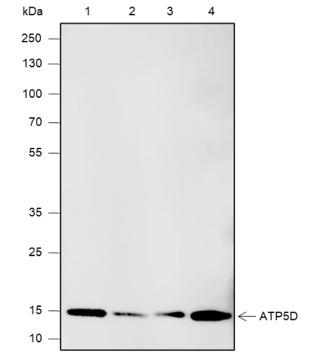 Anti-ATP5D Mouse mAb