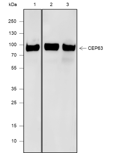 Anti-CEP63 Mouse mAb