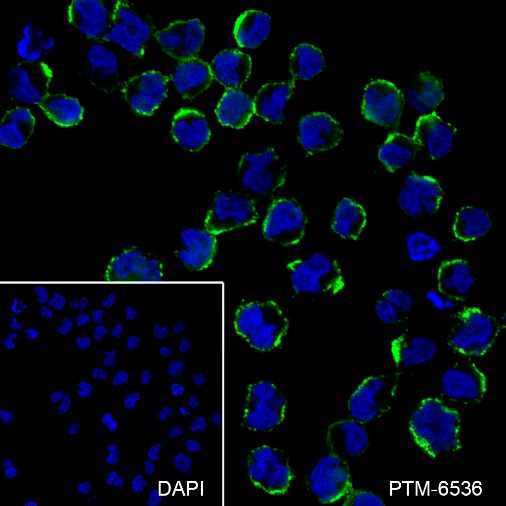 Anti-CEP63 Mouse mAb