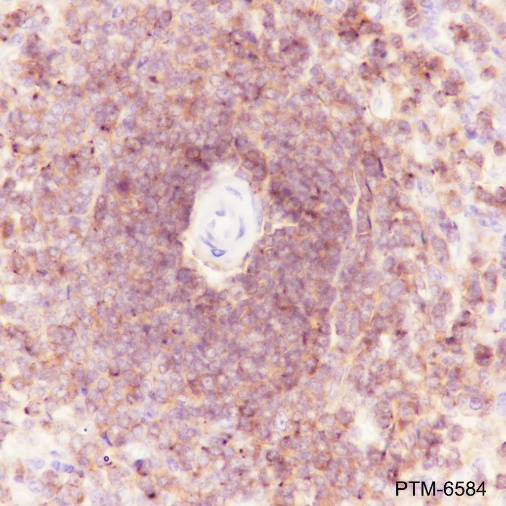 Anti-CD45 Mouse mAb